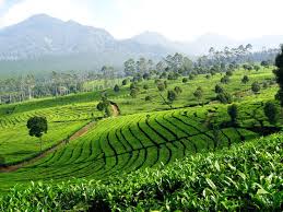 Ayo Melancong Agrowisata ke Kebun Teh Sukawana Lembang Bandung